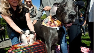 World's Tallest Dog Meets World's Smallest Dog